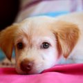 犬のベッドを清潔に…
