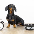 犬のご飯は何時に与…
