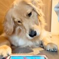 タブレットで遊べる…