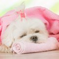愛犬はあなたを飼い…