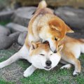 犬の世界にも『いじ…