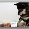 「食べたい…食べた……