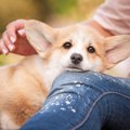 犬が飼い主に『あご…