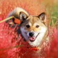 LAYLAのわんちゃん占…