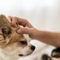 あるある？犬が飼い…