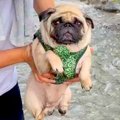 川遊びにきた犬→抱っ…