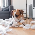 犬のお留守番は何時…