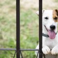 犬を自宅の庭で遊ば…