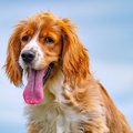 犬の息づかいがなん…