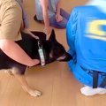 大型犬が『工事のお…