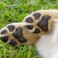 裸足で歩いて痛くな…