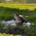 【悲報】「わぁっ！…