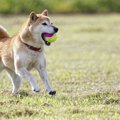 犬と楽しめる関東の…