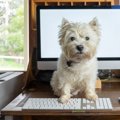 犬は普段、飼い主の…