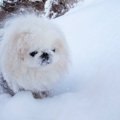 雪まぶしペキニーズ…