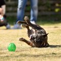 犬が突然『転んでし…