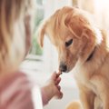 犬が『おやつ』への…