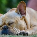 犬の睡眠中に潜んで…