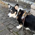 愛犬とのお散歩中の…