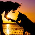 犬のエンゼルケアっ…