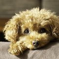 犬が『捨てられた』…