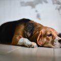 愛犬から嫌われてし…