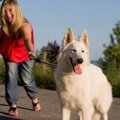 大型犬の飼い主ある…