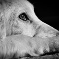 どんな行為が動物虐…