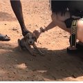 今にも死にそうな仔…