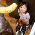 バナナを欲しがる赤…
