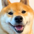 ニコニコの犬に『明…
