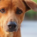 動物が過ごしやすい…