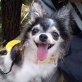 保護犬がくれたたく…