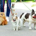 犬を『多頭飼いして…