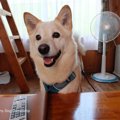 愛犬との旅行を楽し…