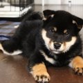 初心者飼い主と柴犬…