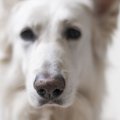 犬の『鼻が乾燥して…
