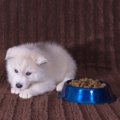 犬が下痢をしたとき…