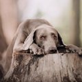 犬がテーブルや机の…