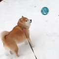 犬にボールを投げた…