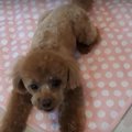 「とぅっ！」伏せの…
