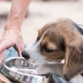 【獣医師監修】犬が…