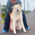 夏、犬の散歩中に振…