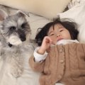 犬が1歳児の『育児サ…