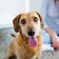 犬のトイレトレーに…
