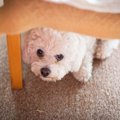 犬が『苦手な人』に…