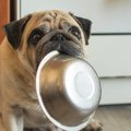 犬の食器のぬめりを…