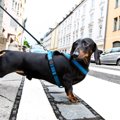 なぜ犬は散歩中に何…