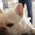夏にぴったり！犬と…