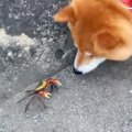 犬の散歩中にカニを…